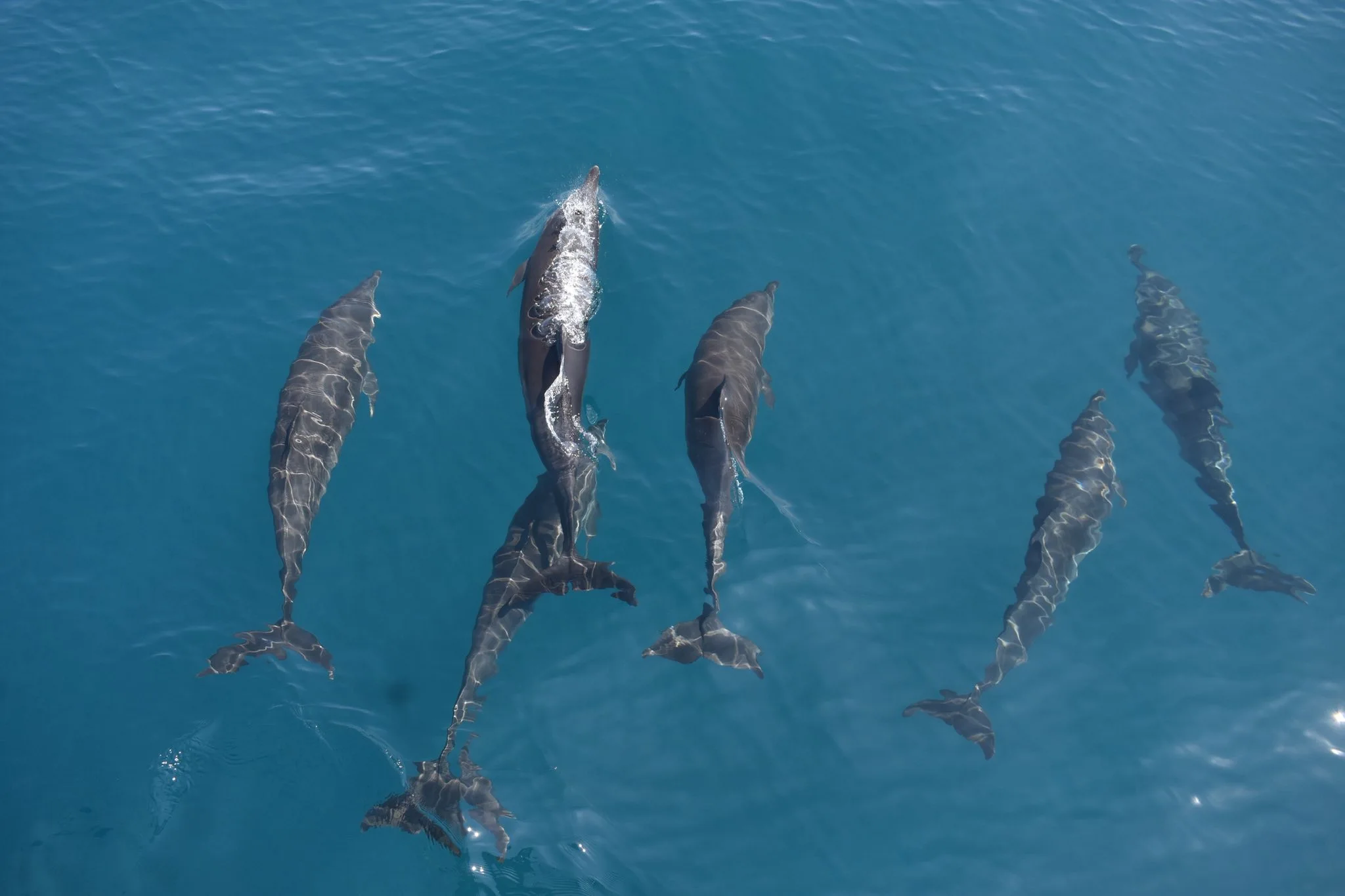 Dolphins near the catamaran