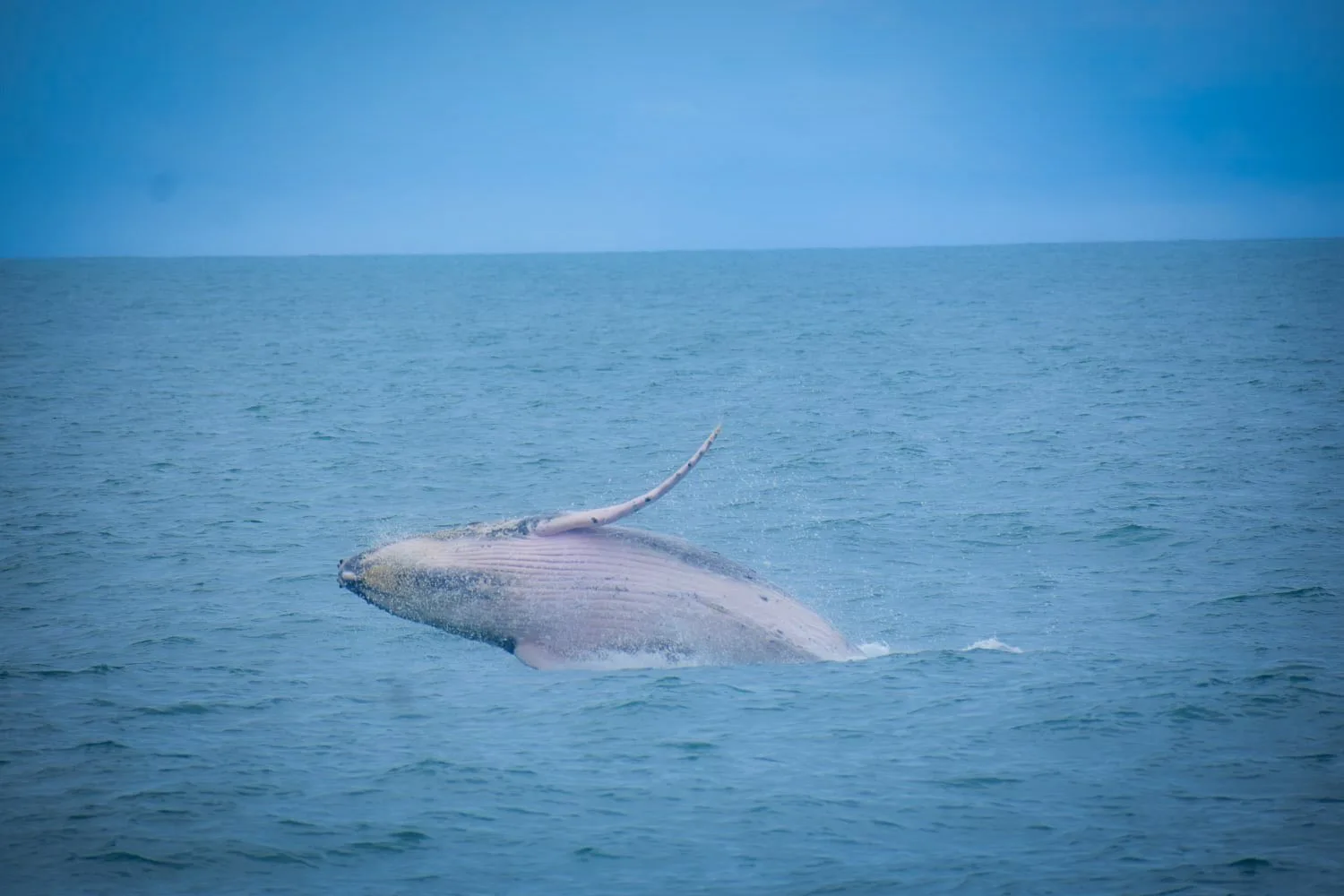 Whale sighting during the Sea Quest catamaran cruise